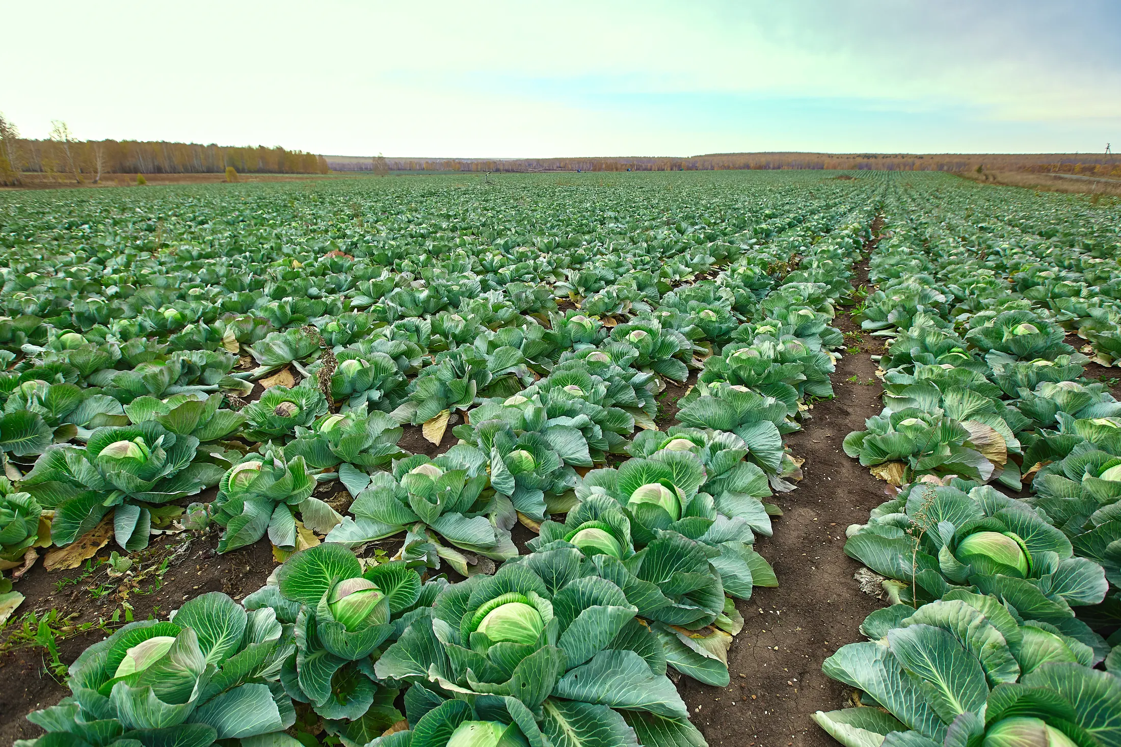 Rows of healthy green cabbage stretching to the horizon