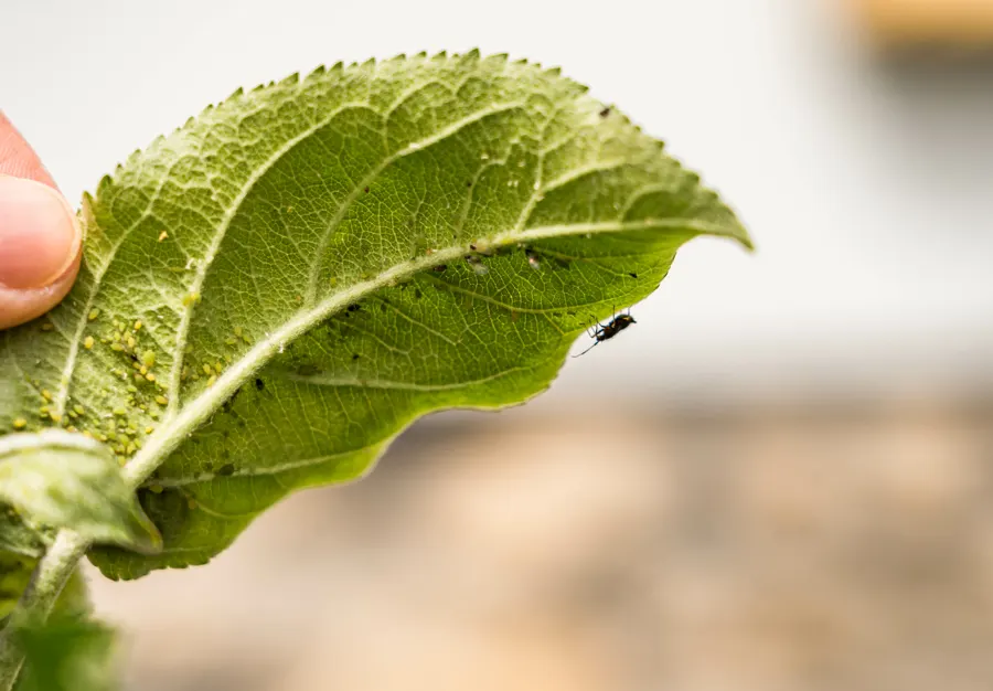 Close-up of a healthy green leaf held in a grower's hand