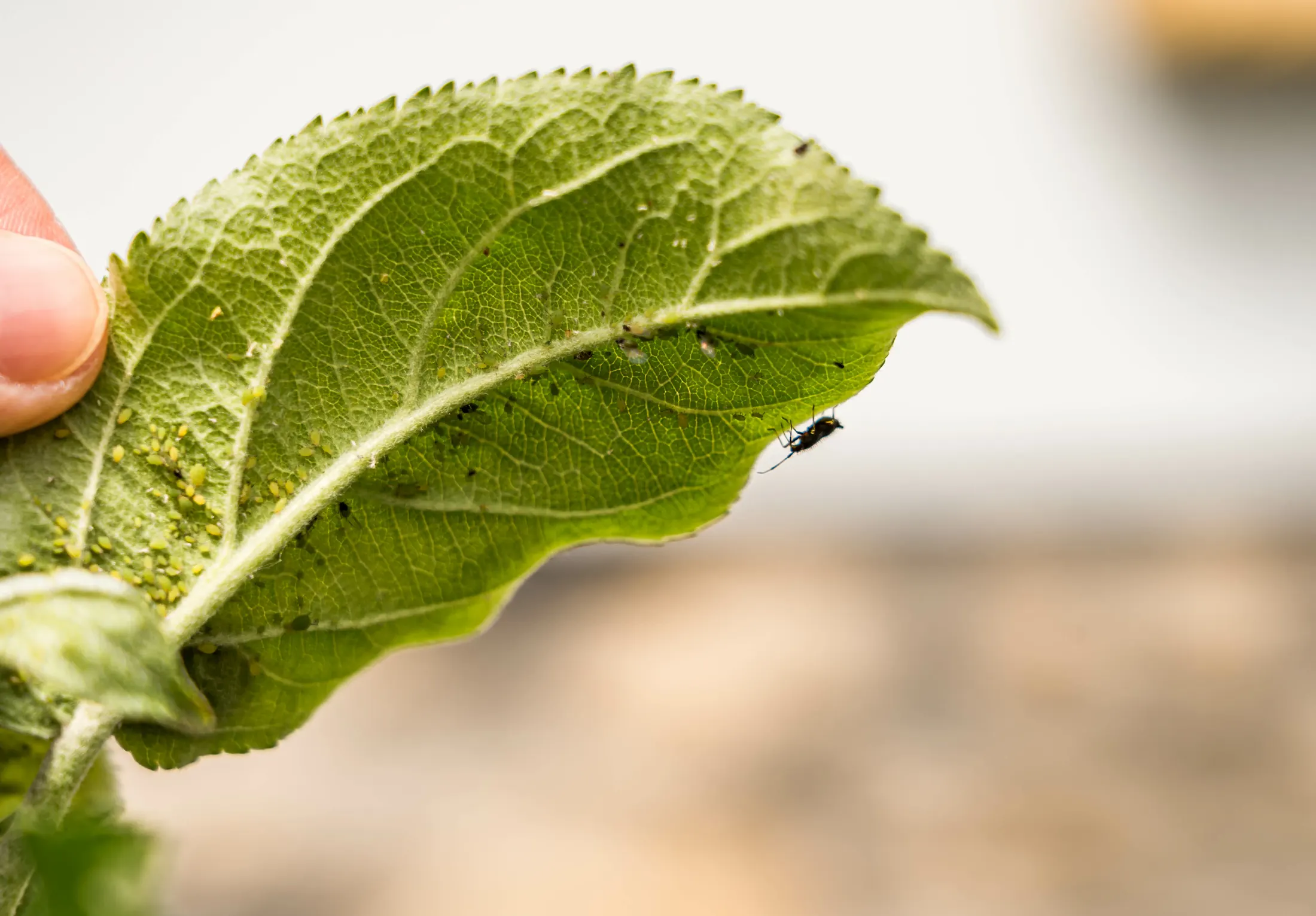 A healthy, pest-free leaf held in a grower's hand