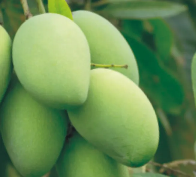 Mango crop